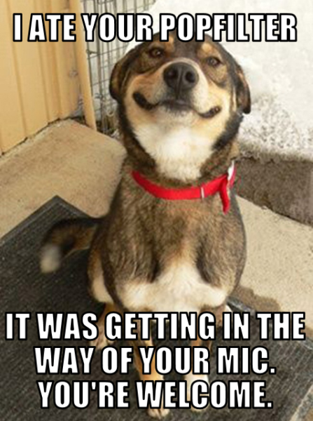 Dog eats pop filter meme